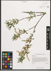 Foto von Salix nigra Marshall